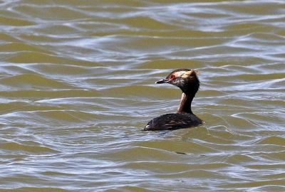 Horned Grebe 2024-03-30