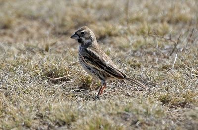 Lark Bunting 2024-03-30