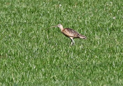Long-billed Curlew 2024-04-29