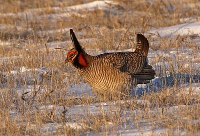 Lesser Prairie-Chicken 2024-03-26