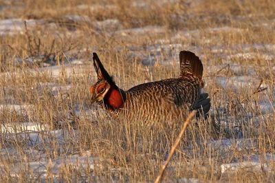 Lesser Prairie-Chicken 2024-03-26