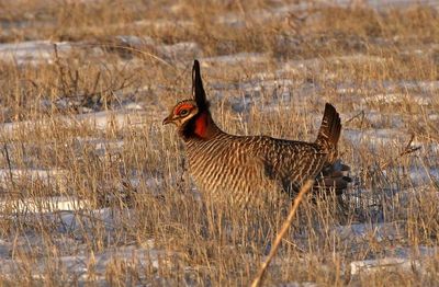 Lesser Prairie-Chicken 2024-03-26