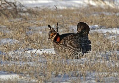 Lesser Prairie-Chicken 2024-03-26