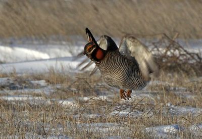Lesser Prairie-Chicken 2024-03-26