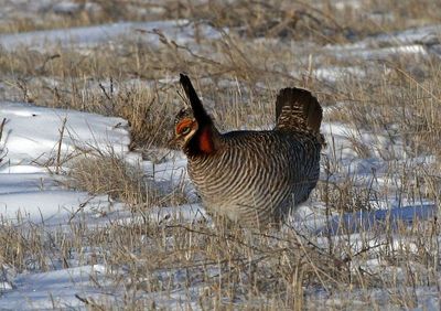 Lesser Prairie-Chicken 2024-03-26