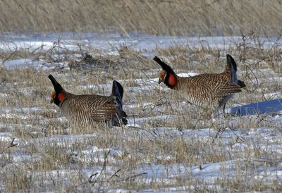 Lesser Prairie-Chicken 2024-03-26