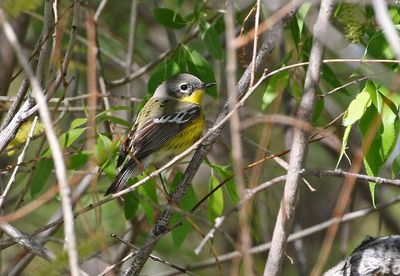 Magnolia Warbler 2024-05-19