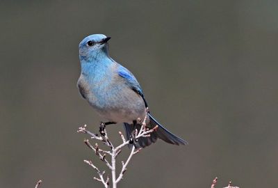 Mountain Bluebird 2024-04-10