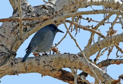 Pinyon Jay 2024-04-24