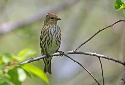 Pine Siskin 2024-05-13