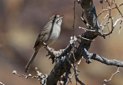 Rufous-crowned Sparrow 2024-03-30