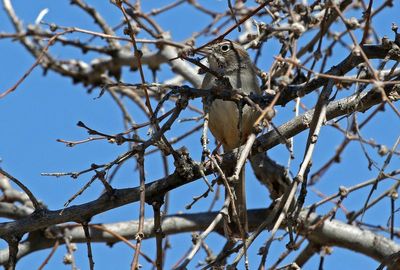 Rufous-crowned Sparrow 2024-03-30
