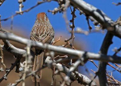 Rufous-crowned Sparrow 2024-03-30