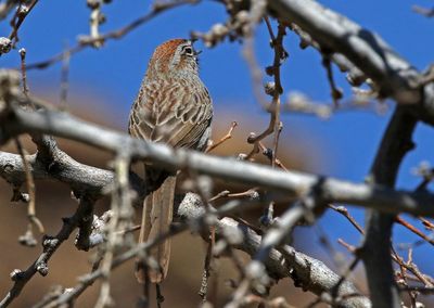 Rufous-crowned Sparrow 2024-03-30