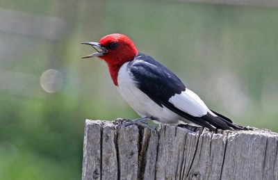 Red-headed Woodpecker 2024-05-20