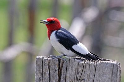 Red-headed Woodpecker 2024-05-20