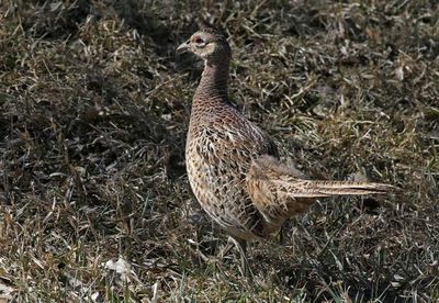 Ring-necked Pheasant 2024-03-27