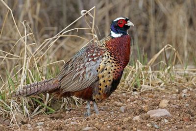 Ring-necked Pheasant 2024-04-01