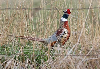Ring-necked Pheasant 2024-04-01