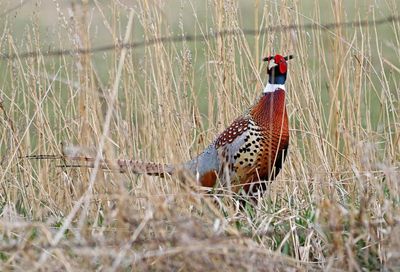 Ring-necked Pheasant 2024-04-01