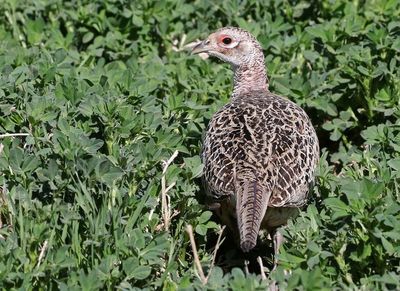 Ring-necked Pheasant 2024-04-15