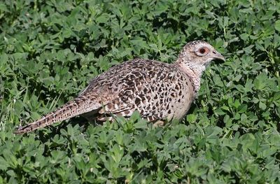 Ring-necked Pheasant 2024-04-15