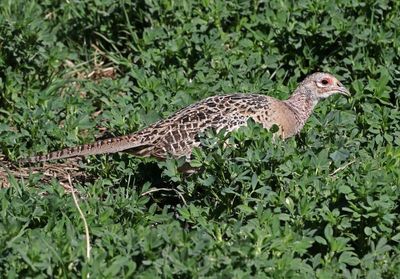 Ring-necked Pheasant 2024-04-15