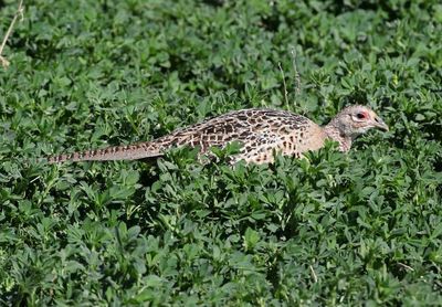 Ring-necked Pheasant 2024-04-15