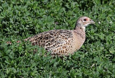 Ring-necked Pheasant 2024-04-15