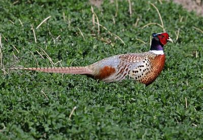 Ring-necked Pheasant 2024-04-15