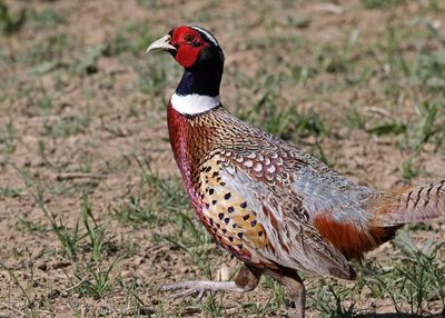 Ring-necked Pheasant 2024-04-15