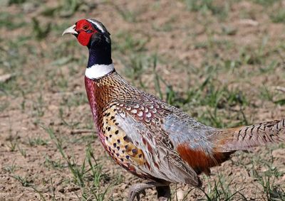 Ring-necked Pheasant 2024-04-15