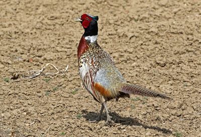 Ring-necked Pheasant 2024-04-22
