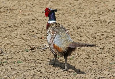 Ring-necked Pheasant 2024-04-22