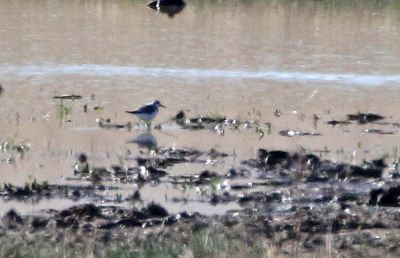 Sanderling 2024-04-30
