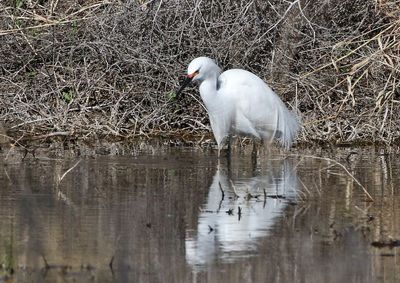 Snowy Egret 2024-05-08