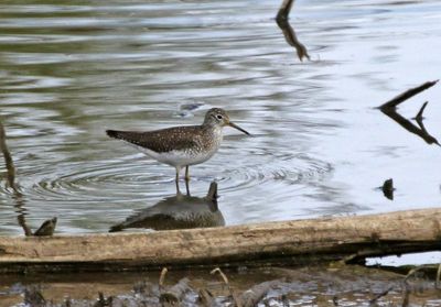 Solitary Sandpiper 2024-04-22