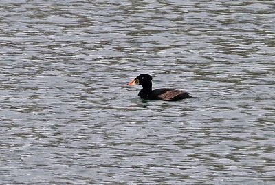 Surf Scoter 2024-04-21