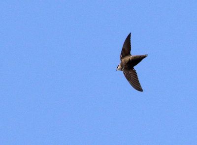 Vaux's Swift 2024-04-21