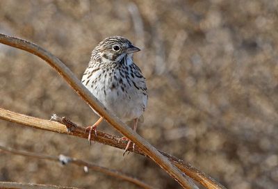 Vesper Sparrow 2024-04-23