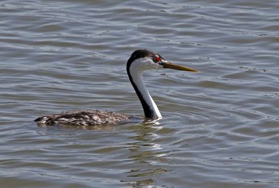 Western Grebe 2024-04-29