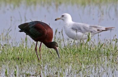 White-faced Ibis 2024-05-20