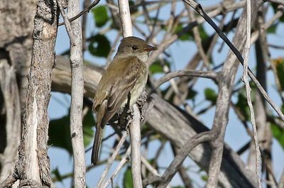 Willow Flycatcher 2024-05-19