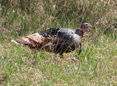 Wild Turkey 2024-04-17