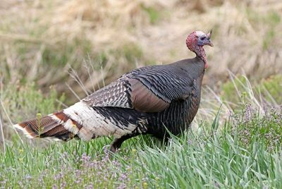 Wild Turkey 2024-04-22