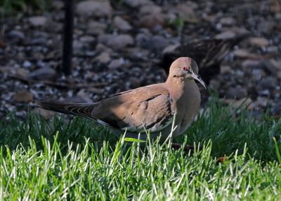 White-winged Dove 2024-05-13