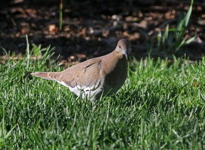 White-winged Dove 2024-05-13