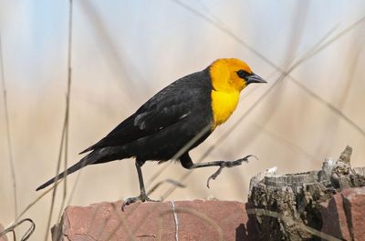Yellow-headed Blackbird 2024-04-29