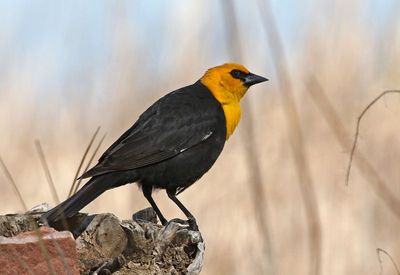 Yellow-headed Blackbird 2024-04-29