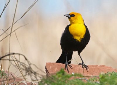 Yellow-headed Blackbird 2024-04-29
